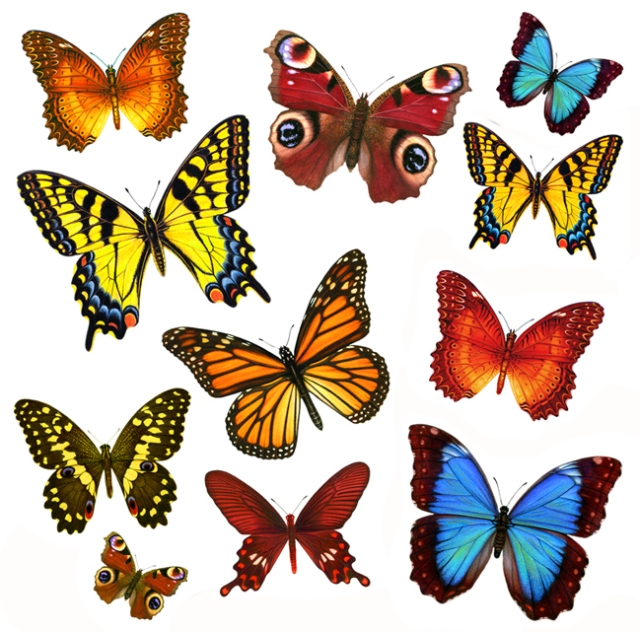 Butterflies I love