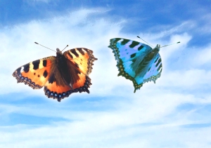 Butterflies blue sky