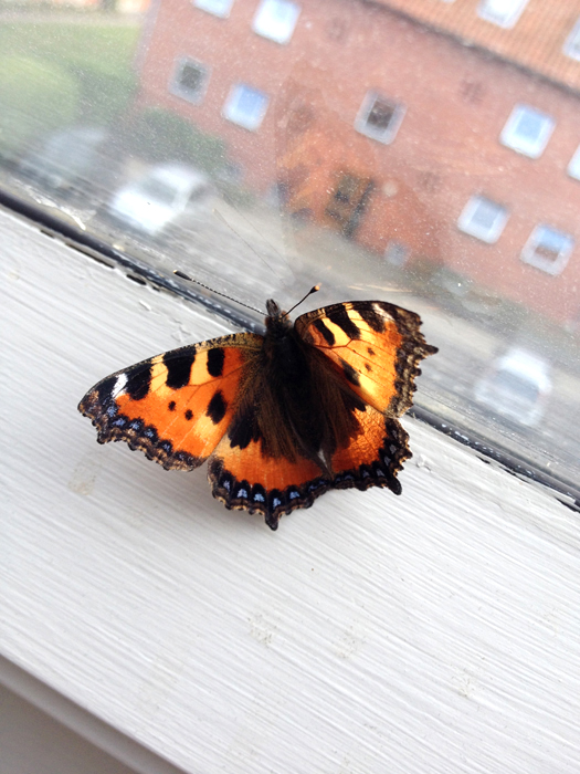 butterfly at the window 1
