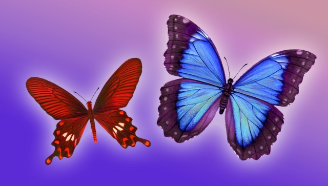 Red purple butterfly pair