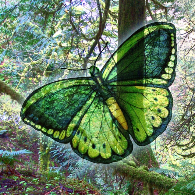 Peaceful Green Butterfly